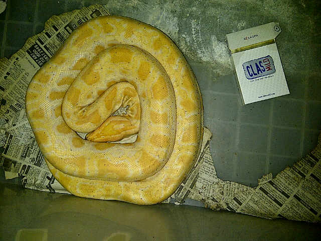 molab het granit female 1,8mtr, retic tiger het albino female 1,8mtr