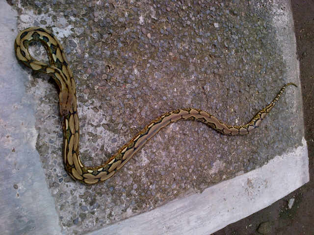 molab het granit female 1,8mtr, retic tiger het albino female 1,8mtr