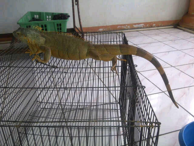 RED IGGY - IDR1000k - Cengkareng - 60cm