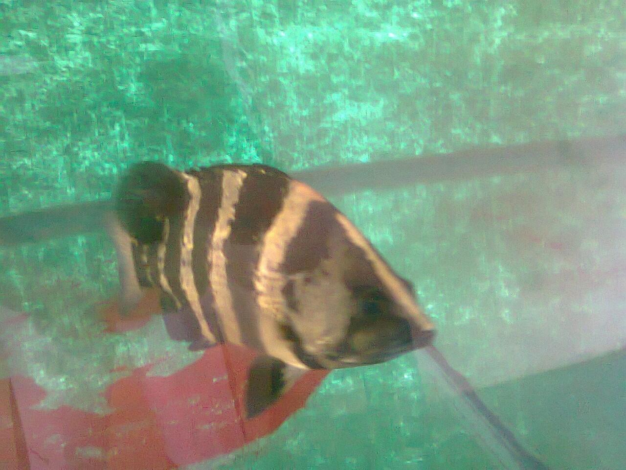 New Guinea Tigerfish 25 cm