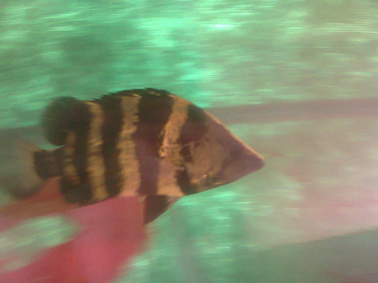 New Guinea Tigerfish 25 cm
