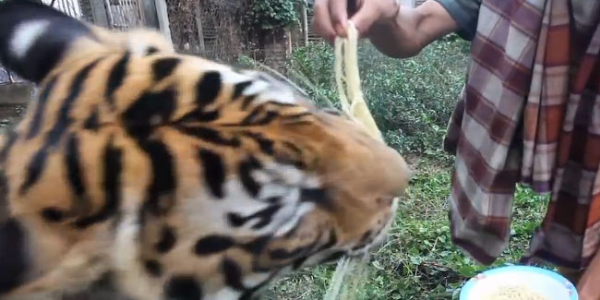 Pria Indonesia Disorot Dunia Karena Berteman Dengan Macan