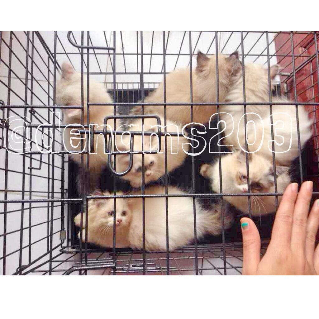 Siap Adopsi Purebreed Ragdoll, Dijamin ASLI!