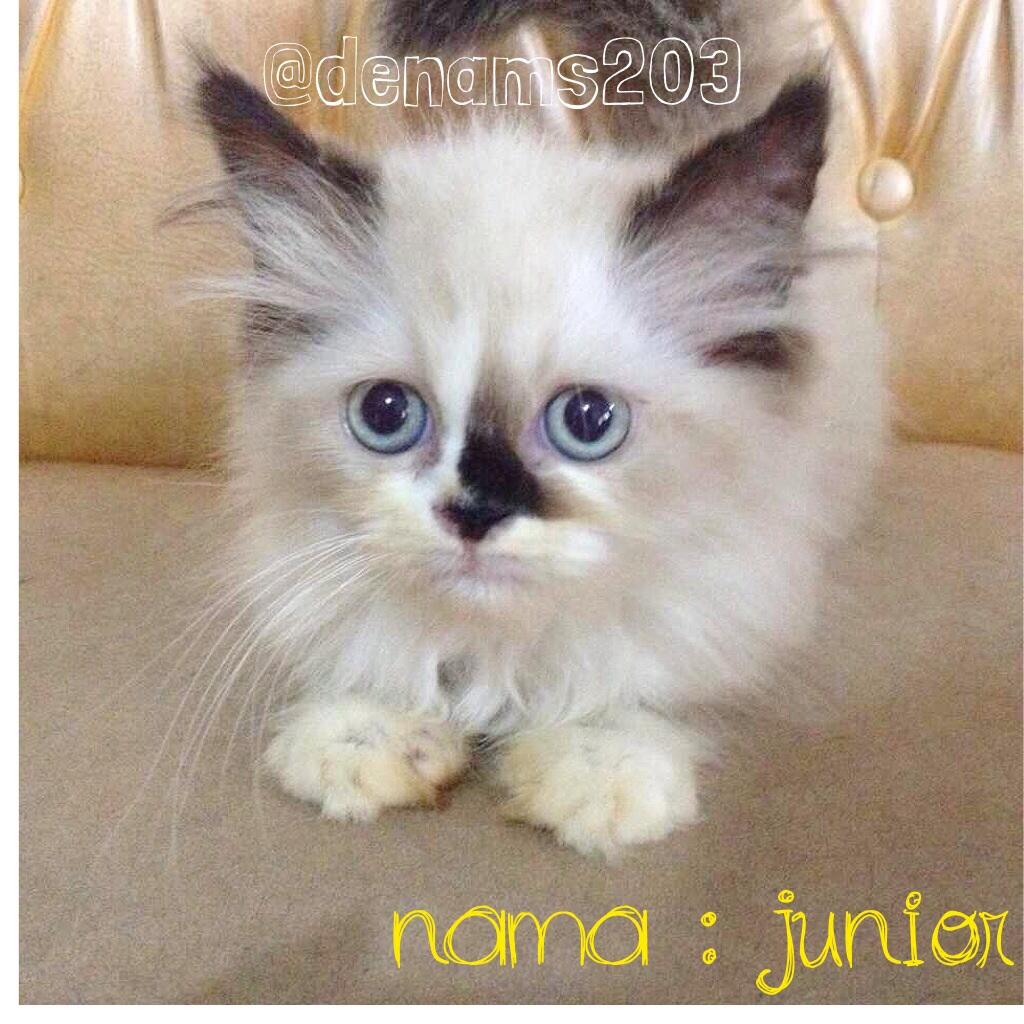 Siap Adopsi Purebreed Ragdoll, Dijamin ASLI!