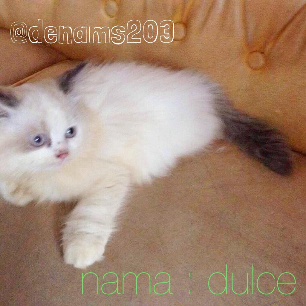 Siap Adopsi Purebreed Ragdoll, Dijamin ASLI!
