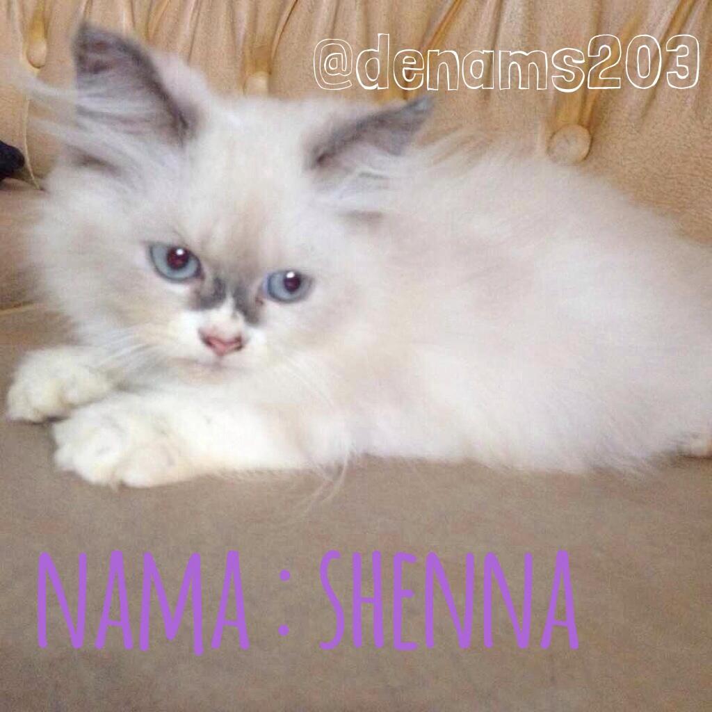 Siap Adopsi Purebreed Ragdoll, Dijamin ASLI!
