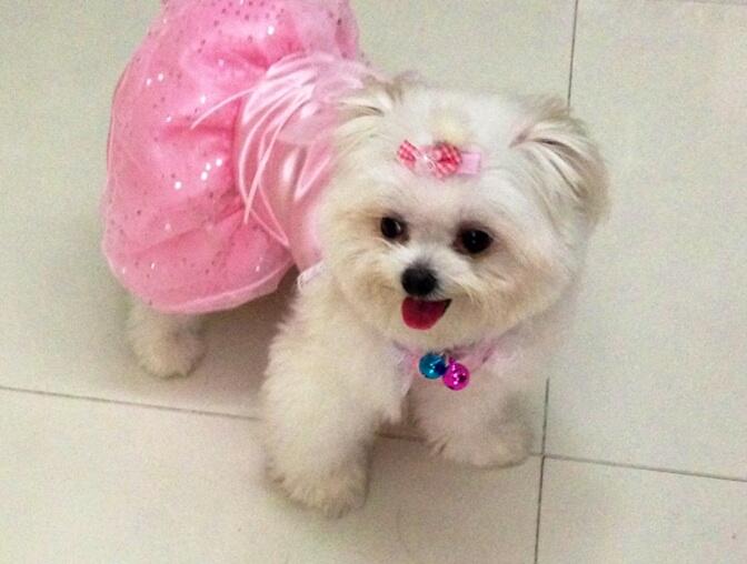 Jual Baju Doggy berbagai macam jenis . HOUSE OF DOGS