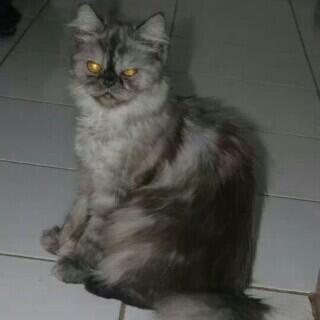 kecing persia jantan flatnose murah