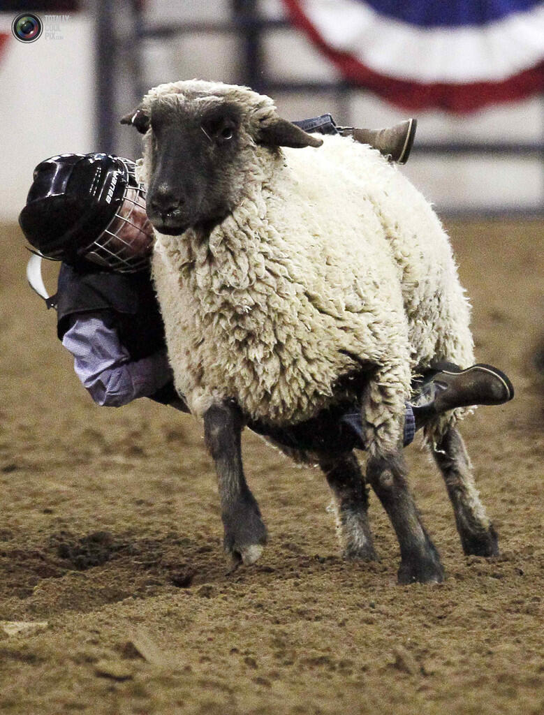 Aksi para coboy junior dalam, &quot; The 108th National Western stock di Denver !