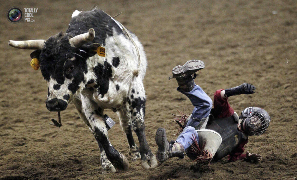 Aksi para coboy junior dalam, &quot; The 108th National Western stock di Denver !