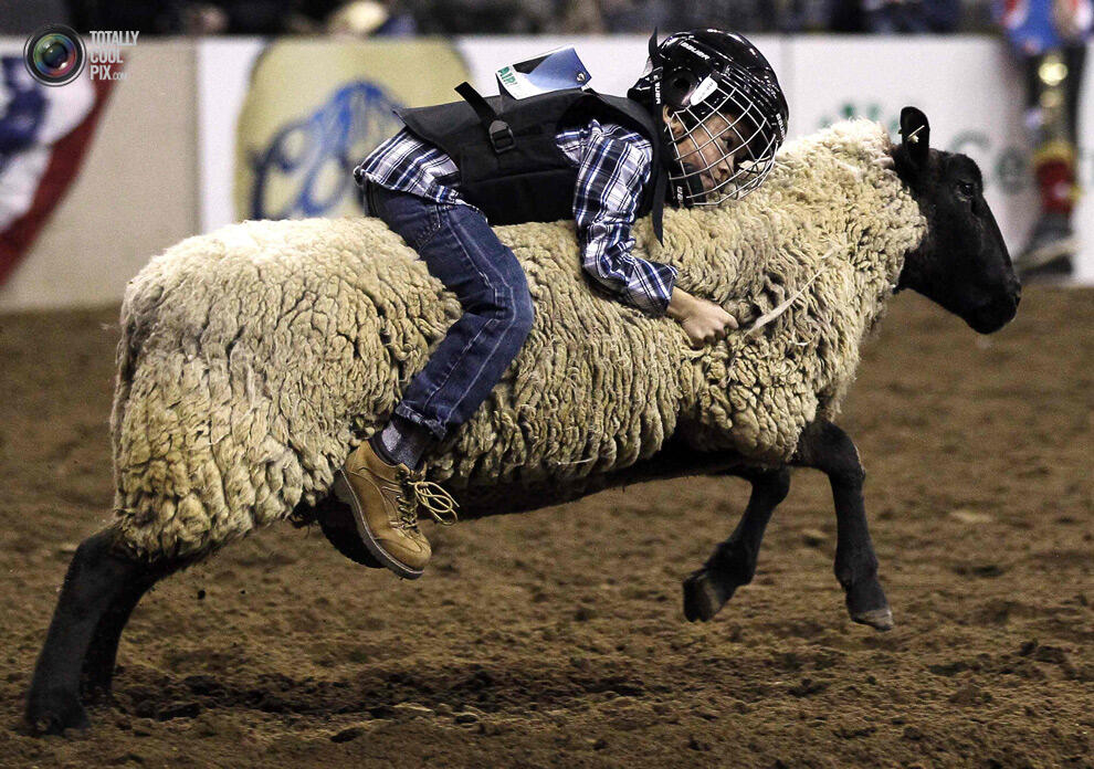 Aksi para coboy junior dalam, &quot; The 108th National Western stock di Denver !