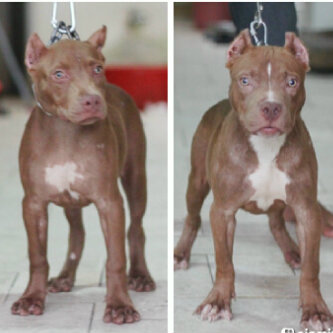 jual pitbull sepasang siap breed.. murah!!!! blood line aramir von guardian!