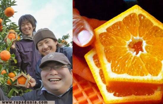 &#91;UNIK&#93; Jeruk berbentuk segilima di Jepang!