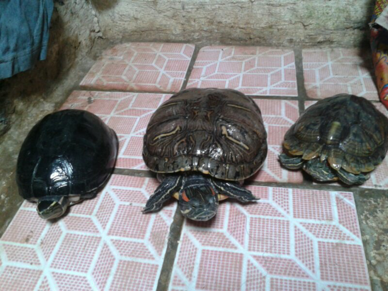 WTS kura-kura