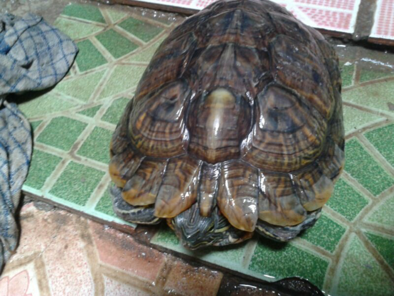 WTS kura-kura