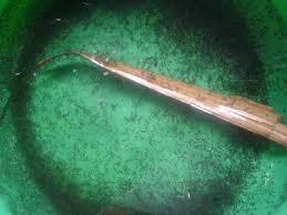 Tips Untuk Mencegah Gigitan Nyamuk 