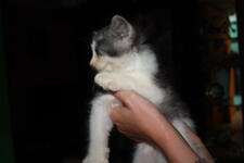 JUAL KITTY CAMPURAN PERSIA ANGGORA MURMER