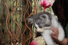 JUAL KITTY CAMPURAN PERSIA ANGGORA MURMER