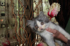 JUAL KITTY CAMPURAN PERSIA ANGGORA MURMER