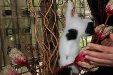 JUAL KITTY CAMPURAN PERSIA ANGGORA MURMER