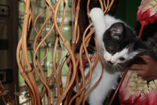 JUAL KITTY CAMPURAN PERSIA ANGGORA MURMER