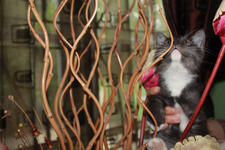 JUAL KITTY CAMPURAN PERSIA ANGGORA MURMER