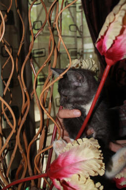 JUAL KITTY CAMPURAN PERSIA ANGGORA MURMER