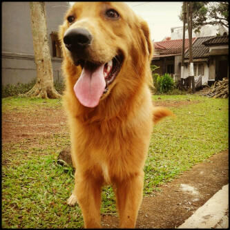 FOR SELL GOLDEN RETRIEVER