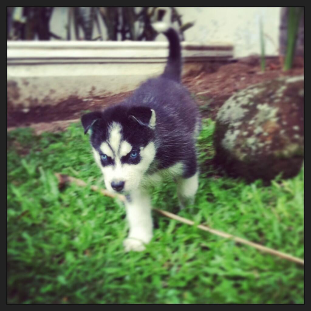 Jual Siberian Husky Puppies