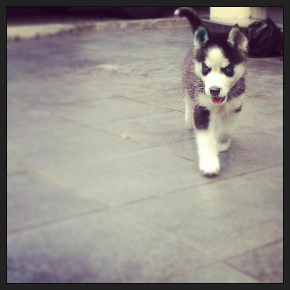Jual Siberian Husky Puppies