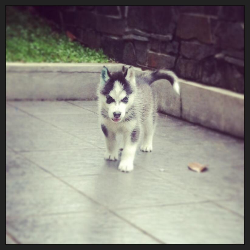 Jual Siberian Husky Puppies