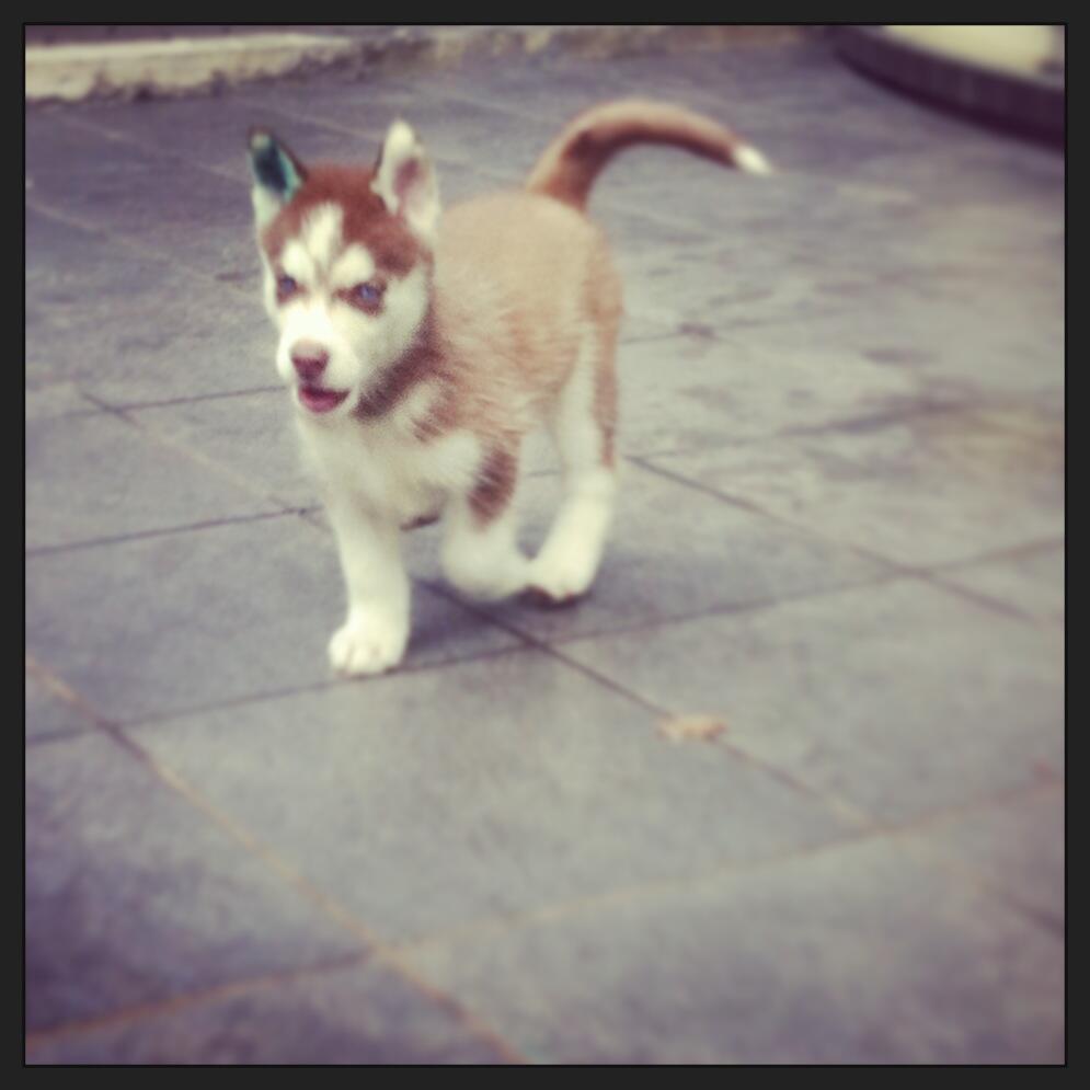 Jual Siberian Husky Puppies
