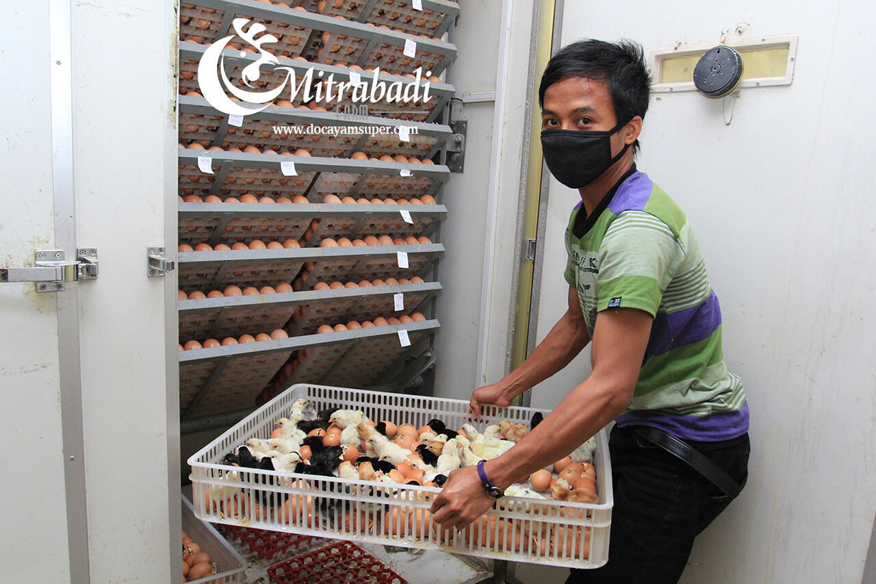 Doc Ayam Kampung Super ( Gratis Ongkir Luar Pulau )