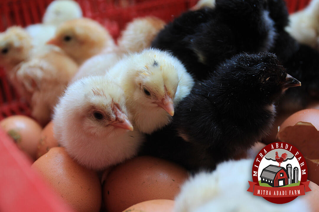 Doc Ayam Kampung Super ( Gratis Ongkir Luar Pulau )