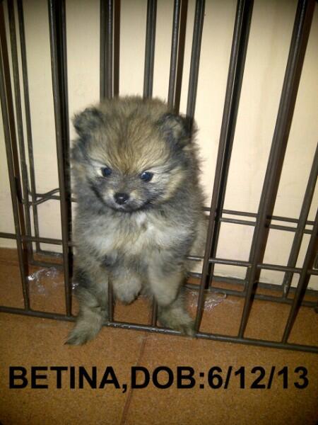 POMERIAN IMPORT BLOODLINE