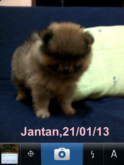 POMERIAN IMPORT BLOODLINE