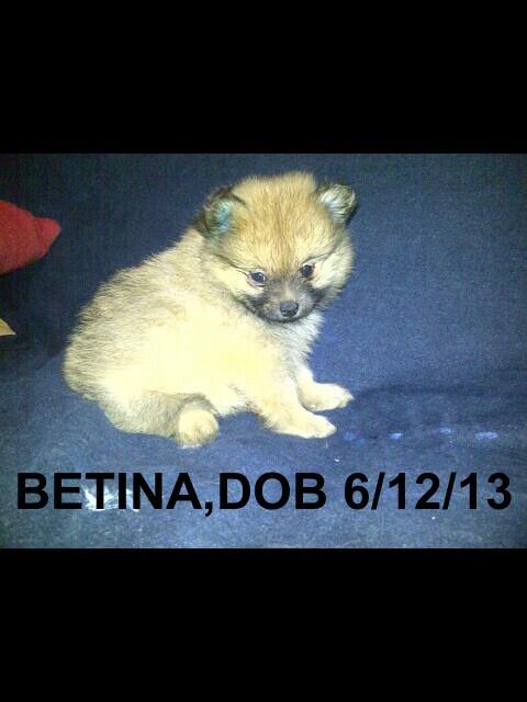 POMERIAN IMPORT BLOODLINE