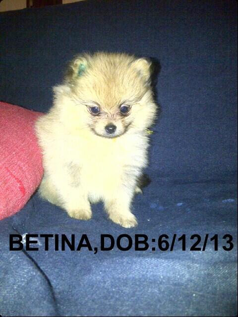 POMERIAN IMPORT BLOODLINE