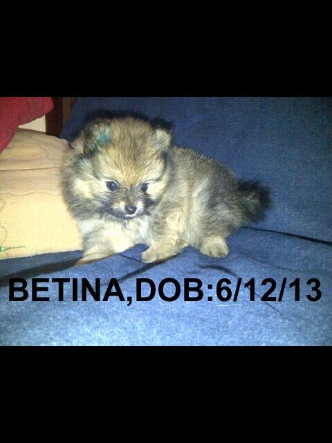 POMERIAN IMPORT BLOODLINE