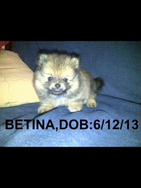 POMERIAN IMPORT BLOODLINE