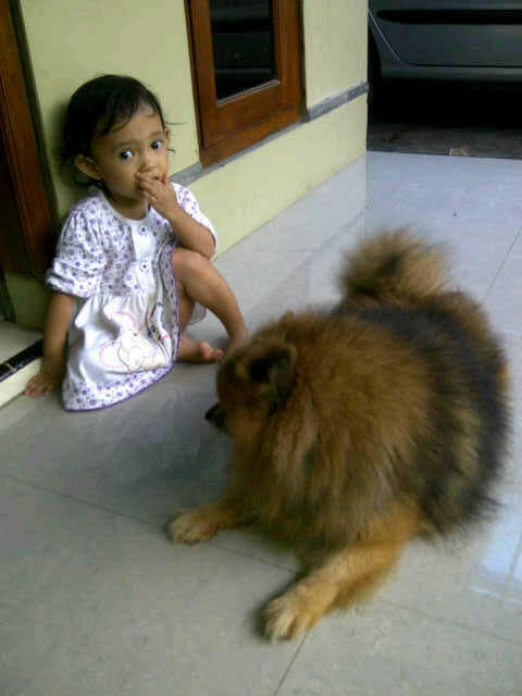 Anjing Mini Pom Jantan