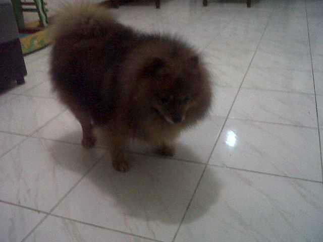 Anjing Mini Pom Jantan