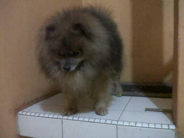 Anjing Mini Pom Jantan