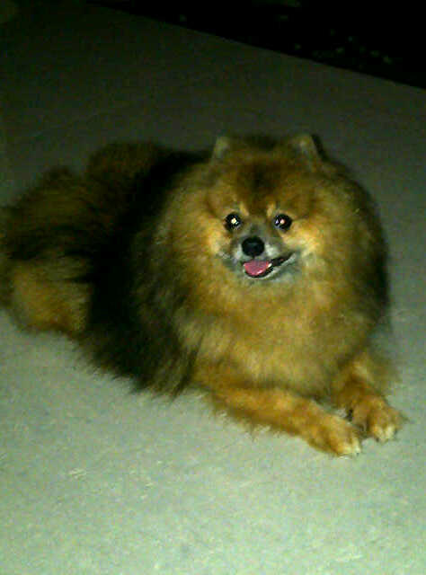 Anjing Mini Pom Jantan