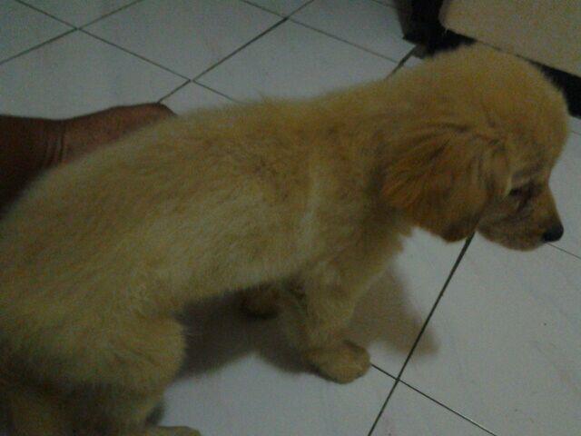 Puppies Golden Retriver