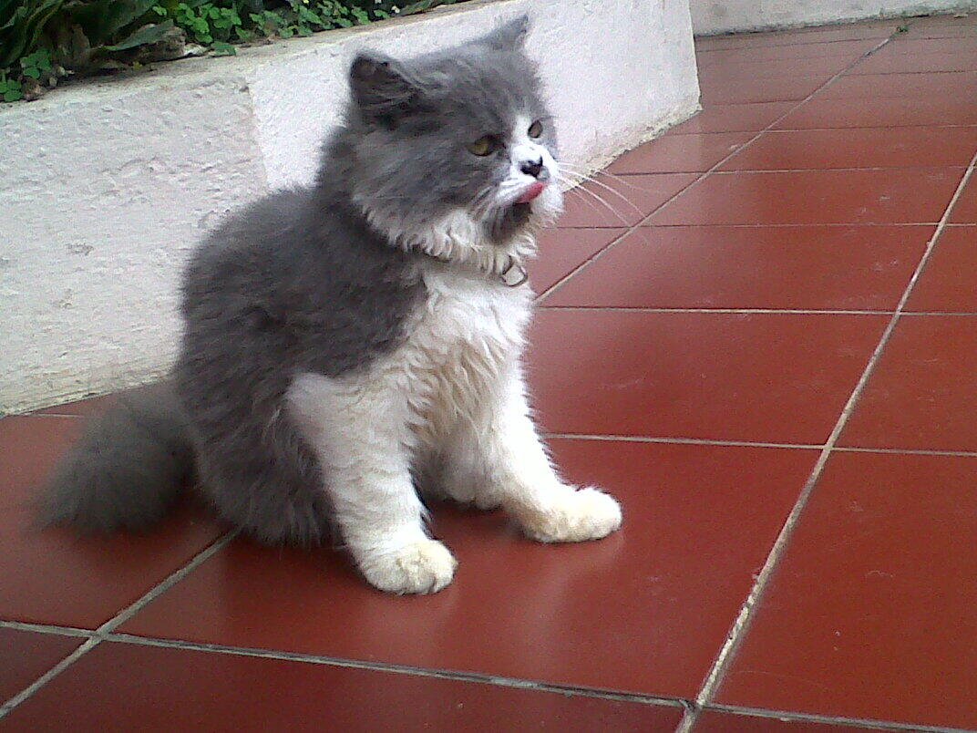 (BANDUNG) Kitten jenis apa saja