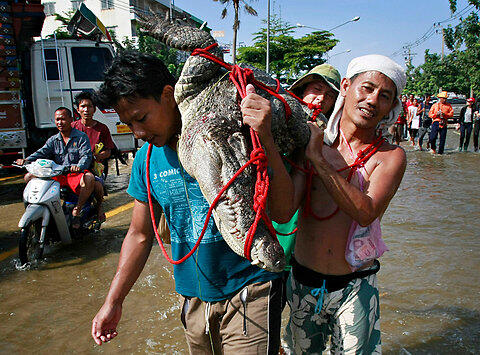 +++HEBOH !! WARGA MENANGKAP SEEKOR BUAYA BESAR DI SAAT BANJIR!!!