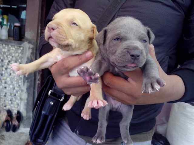 pupies pitbull bluenose