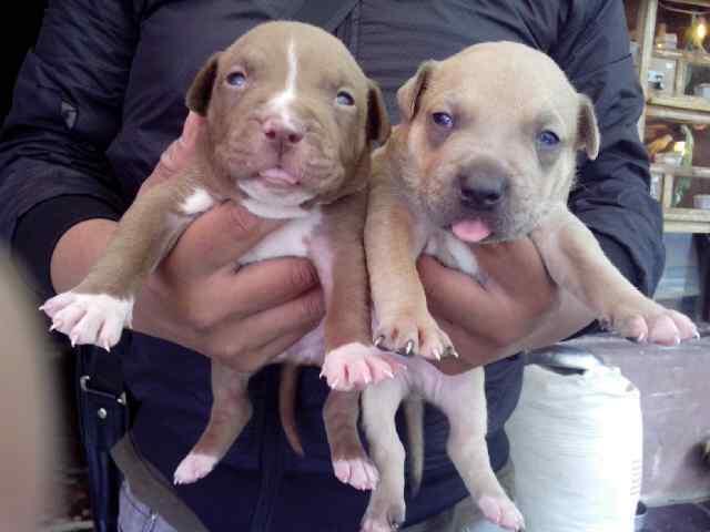 pupies pitbull bluenose