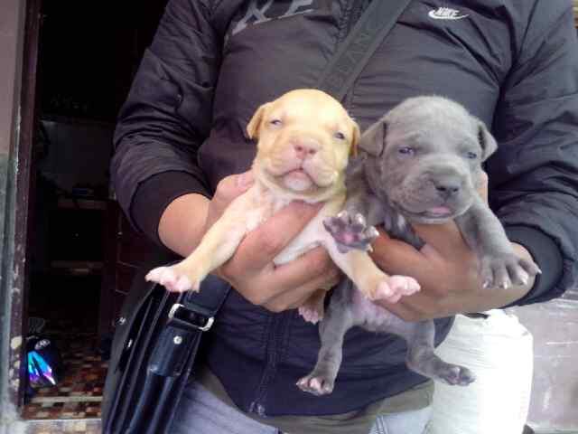 pupies pitbull bluenose